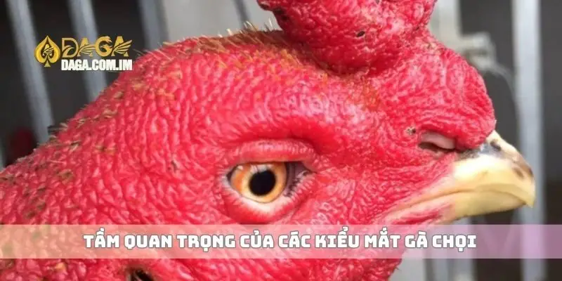 Các kiểu mắt gà chọi và ảnh hưởng đến chiến thắng thi đấu 2 Tầm quan trọng của các kiểu mắt gà chọi
