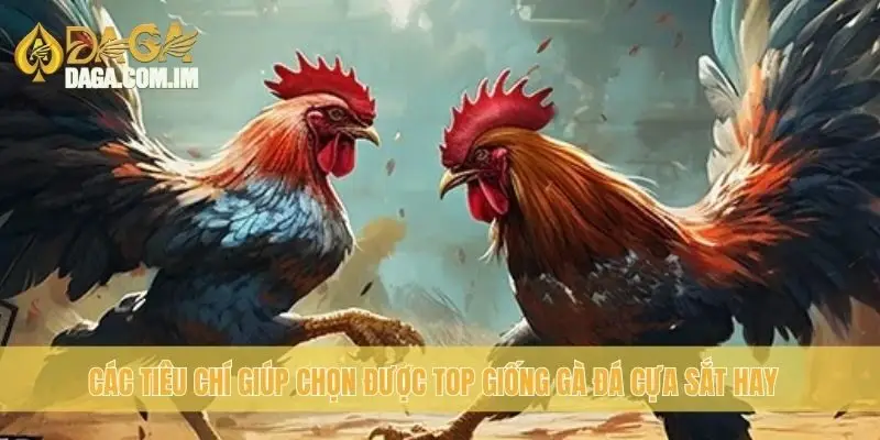 Top Giống Gà Đá Cựa Sắt Hay: Chọn Gà Đỉnh Cao Cùng Daga 3 Các tiêu chí giúp chọn được top giống gà đá cựa sắt hay